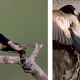 นกนางแอ่นโรงนา