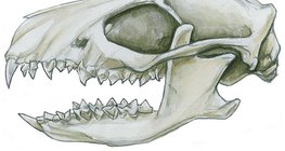 ฟัน Insectivore