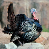 ไก่งวง