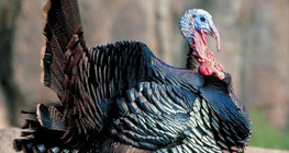 ไก่งวง