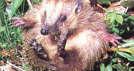 เม่นกลิ้งขึ้น – 1