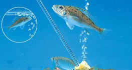 ปลาในตู้ปลา