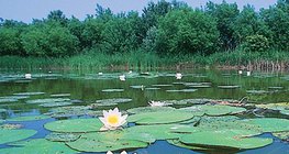 ทะเลสาบ