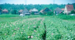 พืชมันฝรั่งผลิบาน