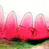 ส่วนตัดขวางของกลีบดอกไม้ (Primula, กลีบดอกนุ่มเนื่องจาก papillae)