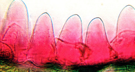 ส่วนตัดขวางของกลีบดอกไม้ (Primula, กลีบดอกนุ่มเนื่องจาก papillae)