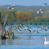 นกน้ำที่ Kis-Balaton (ฮังการี)