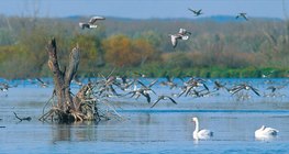นกน้ำที่ Kis-Balaton (ฮังการี)