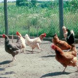 ไก่ชนิดต่าง ๆ