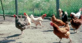 ไก่ชนิดต่าง ๆ