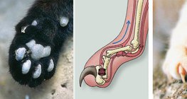 กายวิภาคของกรงเล็บของแมว