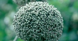 ดอกหัวหอม