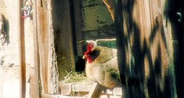 เล้าไก่