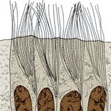 เยื่อบุผิวเสาธรรมดา ciliated