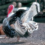 ไก่งวง