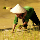 นาข้าว