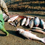 ปลาที่ตายแล้วหลังจากการรั่วไหลของไซยาไนด์ Tisza ในปีค.ศ. 2000