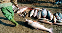 ปลาที่ตายแล้วหลังจากการรั่วไหลของไซยาไนด์ Tisza ในปีค.ศ. 2000