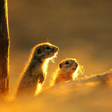 กระรอกดินยุโรป