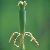 ดอกทิวลิปหลังการปฏิสนธิ