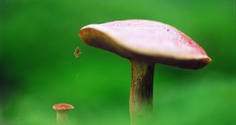 เห็ดกับแมงมุม