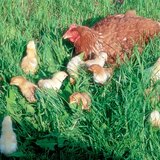 แม่ไก่และลูกไก่
