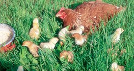 แม่ไก่และลูกไก่