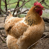 ไก่