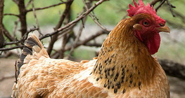 ไก่