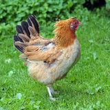 ไก่