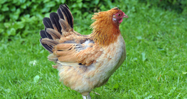 ไก่