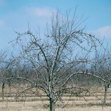 ต้นพลัม