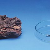 ไม้เน่าช้าแต่ไหม้เร็วขึ้น