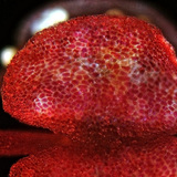 กระสอบละอองเกสร Mirabilis, เปิด (กล้องจุลทรรศน์แสง)