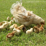 ไก่และลูกไก่ของเธอ