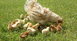 ไก่และลูกไก่ของเธอ