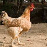 ไก่