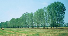 แถวต้นไม้ที่ปลูกเพื่อหยุดทรายดูด