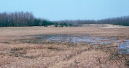 ต้นไม้ที่ปลูกเพื่อหยุดทรายดูด