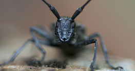 ภาพเหมือนของแมลง