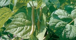 ถั่วขี้ผึ้ง