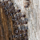 มด Formicidae