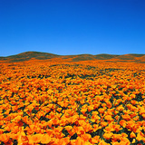 ดอกป๊อปปี้แคลิฟอร์เนีย (Eschscholzia californica) ในเขตอนุรักษ์ธรรมชาติ