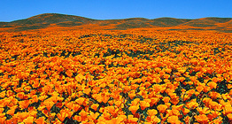 ดอกป๊อปปี้แคลิฟอร์เนีย (Eschscholzia californica) ในเขตอนุรักษ์ธรรมชาติ