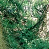 ที่ราบสูงโลสส์