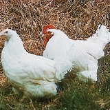 ไก่ตัวเมียและไก่ตัวผู้