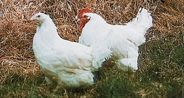 ไก่ตัวเมียและไก่ตัวผู้