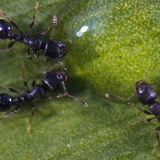 มด Formicidae