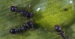 มด Formicidae