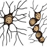 เซลล์ glial